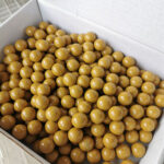 Wolike Non-Toxic Clay Slingshot Ammo - High-Density, Precision Round Pellets for Outdoor Target Practice - Image 13